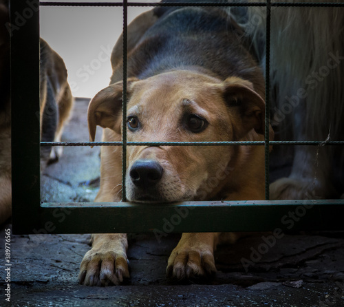 Cuadro en lienzo dogs locked up victims of animal abuse and abuse