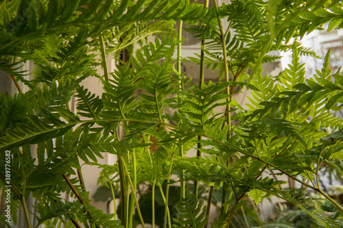 Fototapeta Naklejka Na Ścianę i Meble -  Exotic flora. Natural texture and pattern. Closeup view of Pteris tremula, also known as Australian brake fern, beautiful green fronds and foliage.