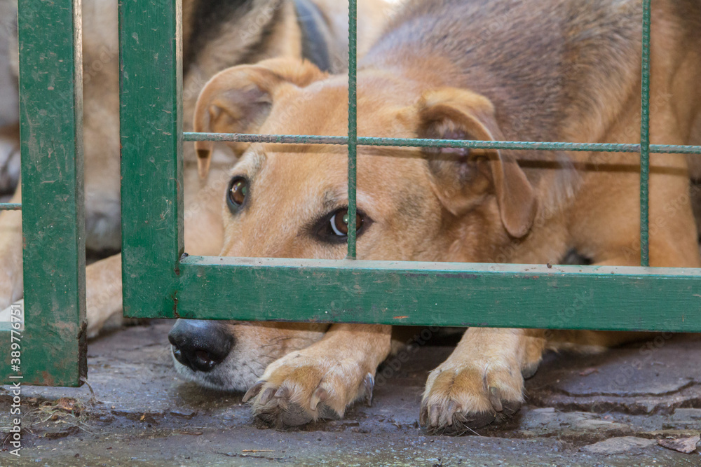 dogs locked up victims of animal abuse and abuse