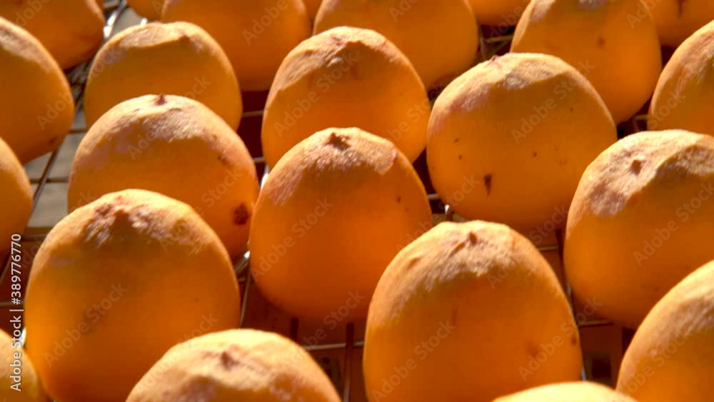 Panning view of sun exposuring dried persimmon making process in sieves in autumn. Panning view of sun exposuring dried persimmon making process in sieves in autumn.