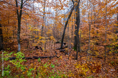 Autumn yellow leaves in the forest at Tahquamenon Falls State Park in Michigan. Fall colors © Daniel