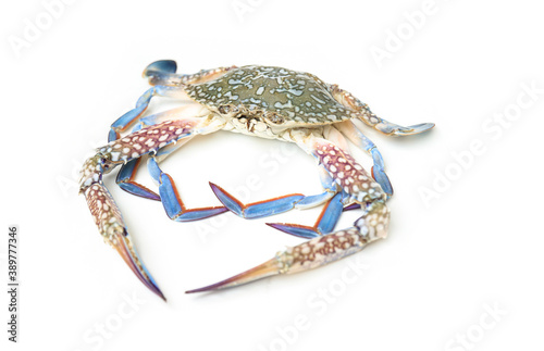 raw fresh blue crab on white background for food editing 