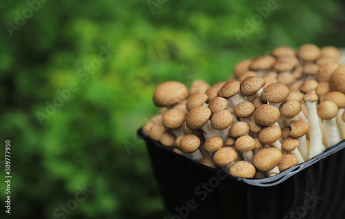 brown mushroom in bowl for cooking 