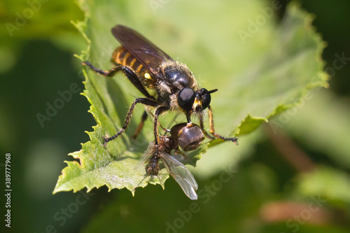 Tablou pe pânză Closeup of a fly devouring its prey on a leaf