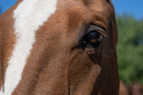 Eye of a Polo horse in a corral in an Argentine field. Animals.