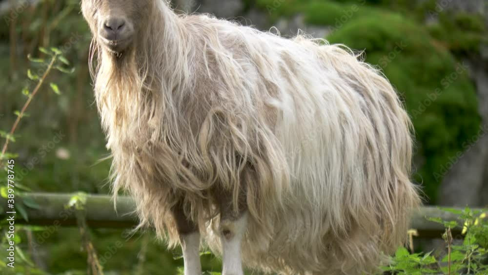 Medium tilt up shot of playful white long-haired mountain Goat standing on a small rock, in the midst of a green forest Medium tilt up shot of playful white long-haired mountain Goat standing on a small rock, in the midst of a green forest