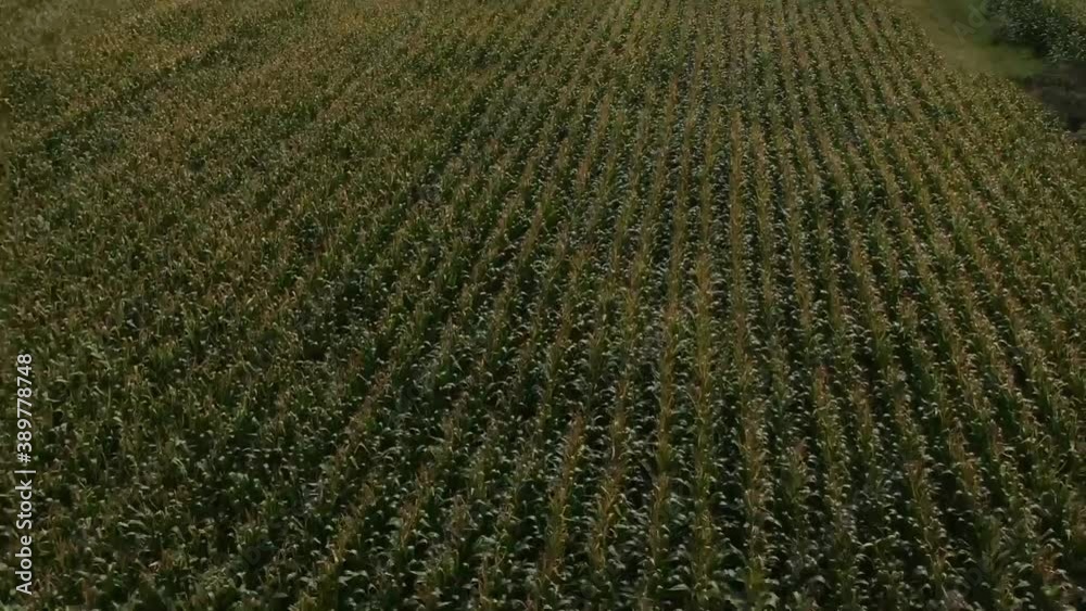 Overhead drone clip over a corn field in Drama, Greece Overhead drone clip over a corn field in Drama, Greece