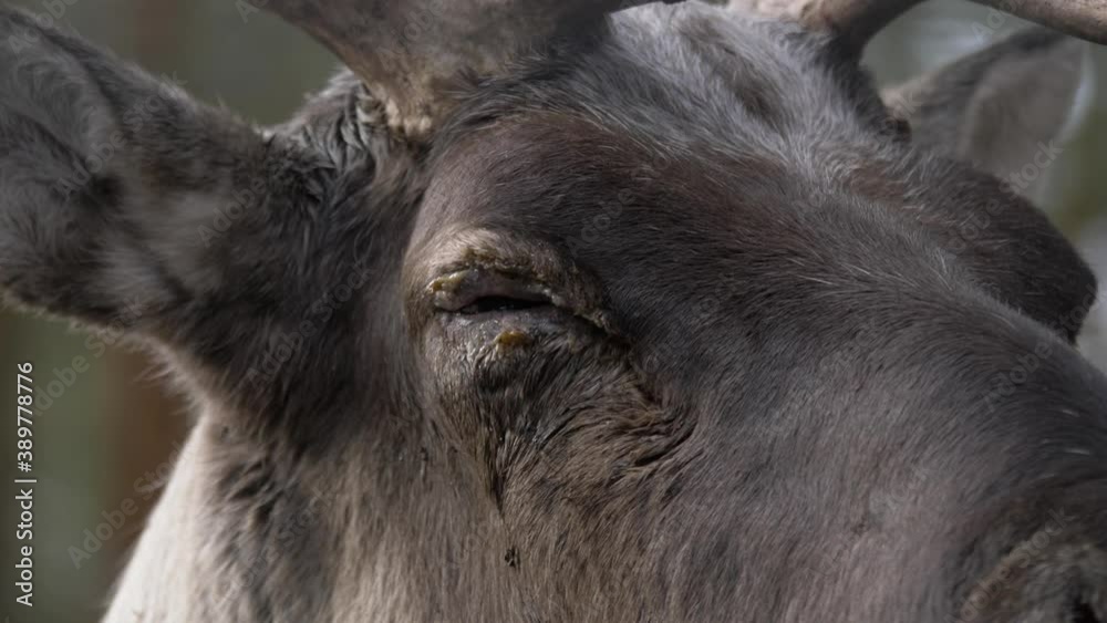 Extreme close up portrait shot of sleepy Reindeer, trying not to fall asleep, in the middle of a beautiful forest Extreme close up portrait shot of sleepy Reindeer, trying not to fall asleep, in the middle of a beautiful forest