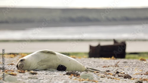 Elephant seal resting on the beach next to a piece of garbage - Rack Focus