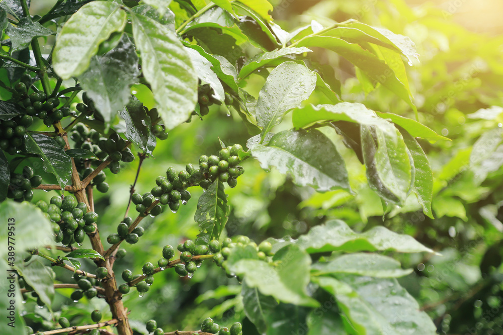green organic coffee bean in local farm from tree green organic coffee bean in local farm from tree