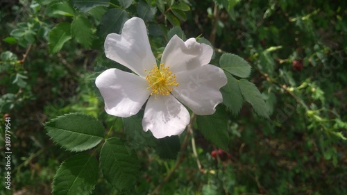 flor blanca en primavera