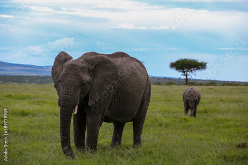 Adult and baby elephant in Kenya 