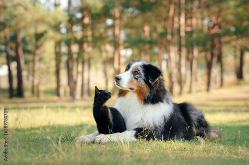 Photography dogs and a black cat. Australian Shepherd in nature. autumn mood