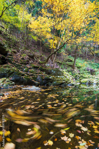 Fototapeta Naklejka Na Ścianę i Meble -  渓流に流される落ち葉