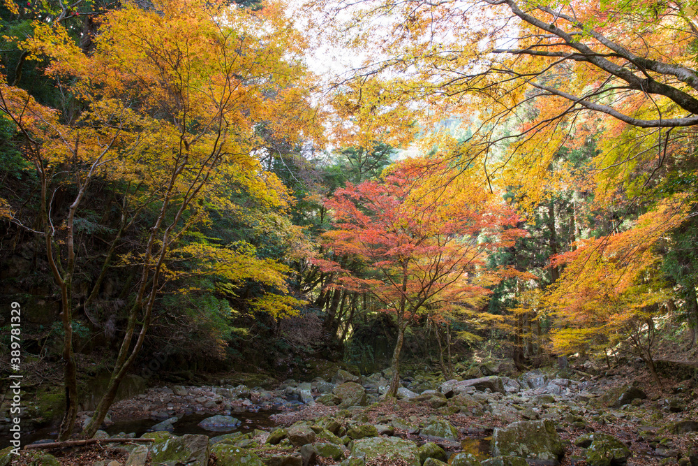 赤目渓川の秋