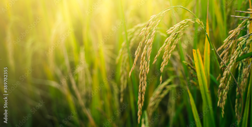 Close up natural rice grain in a crop filed harvest season, growth of plant farming growing seeds plantation agriculture industry beautiful summer sunlight nature green background floral banner
