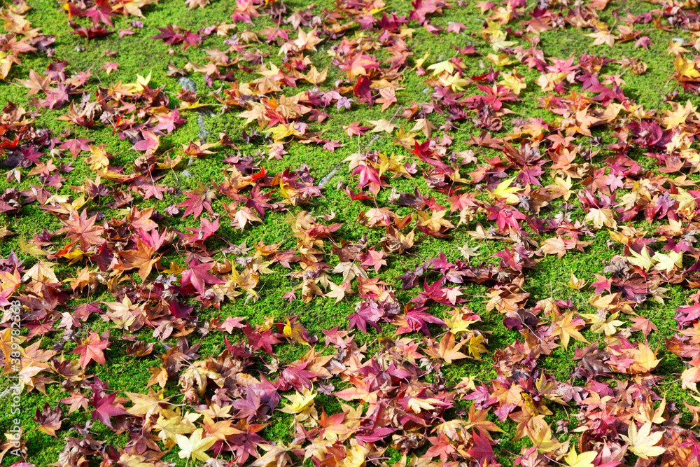 大河内山荘庭園の落ち葉