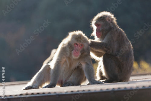 嵐山の猿 © Paylessimages