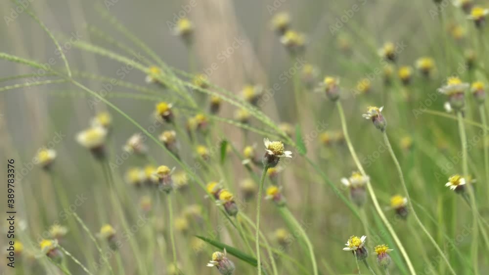 Flower is blown by wind in rural.