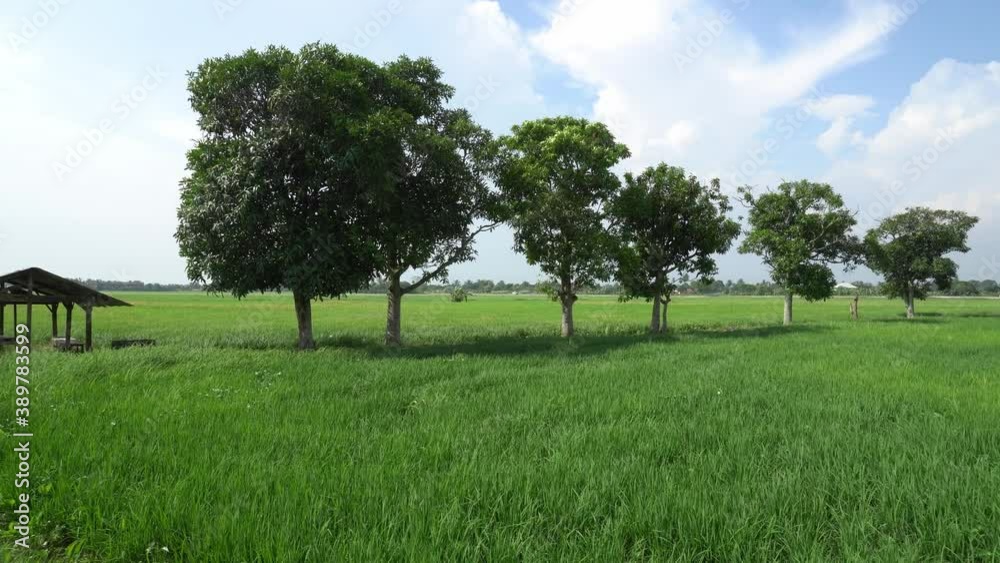 Panning the green trees beside little hut in paddy field.