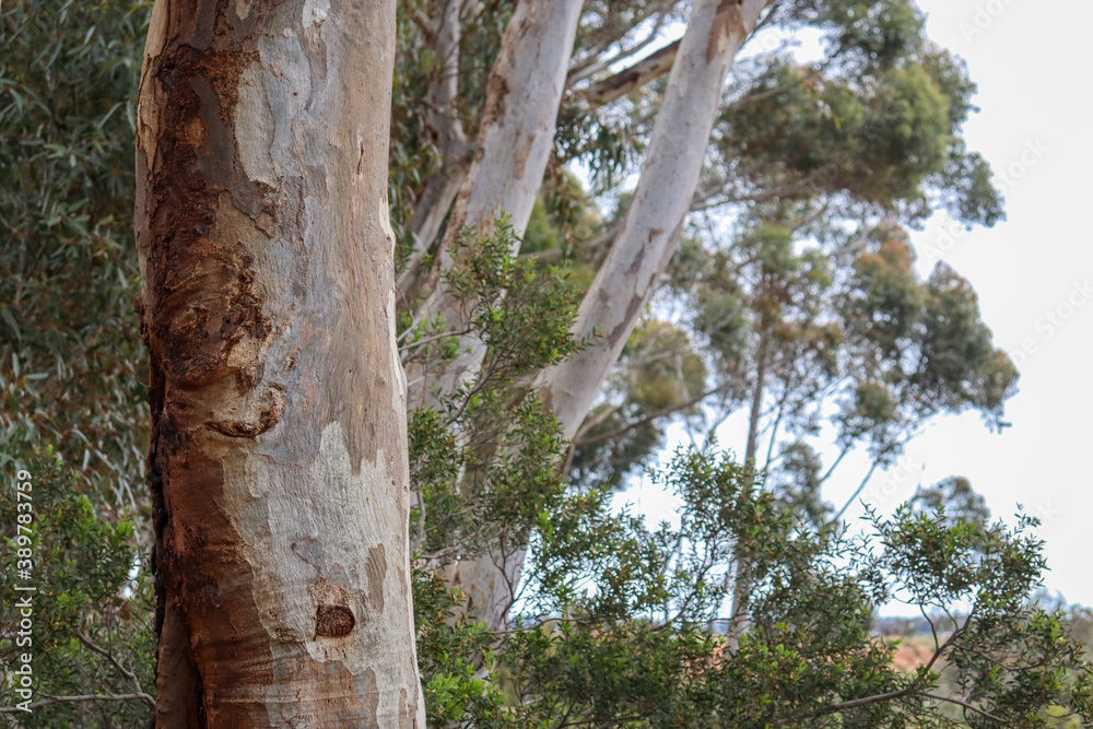 Fototapeta premium trunk of a gum tree