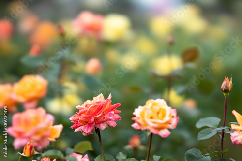 与野公園のバラ © toshi007