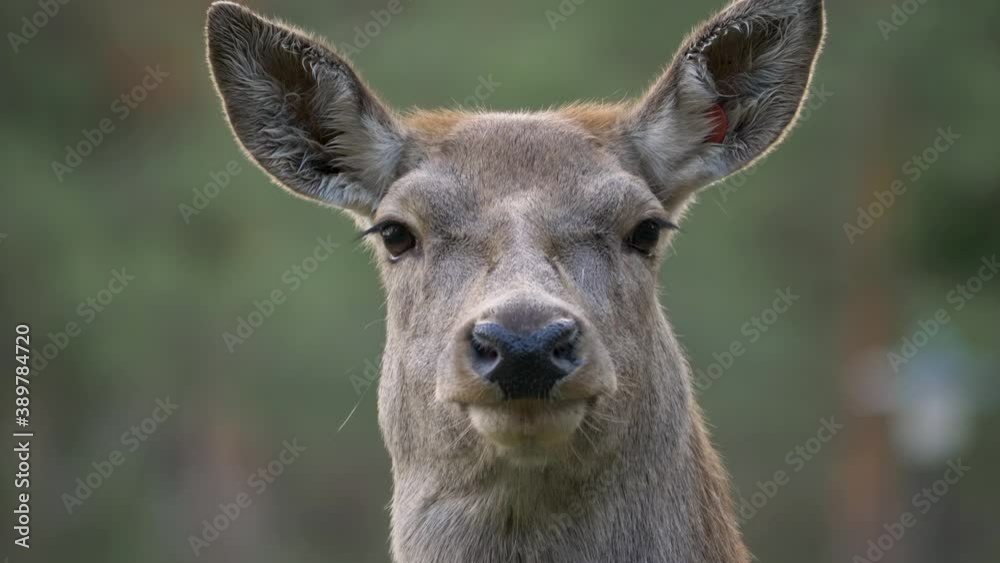 Head on Portrait of Majestic Fallow Deer with a serene look - Close up Head on Portrait of Majestic Fallow Deer with a serene look - Close up