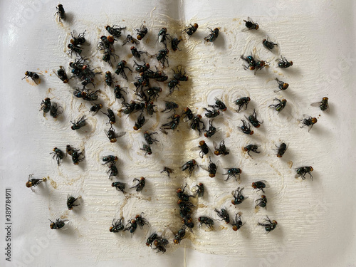 A lot of fly stick catcher sticky fly trap Close up of Many fly on the white background © onephoto