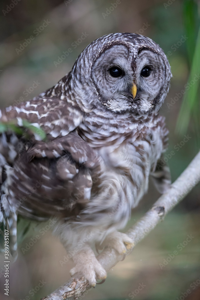 Fototapeta premium Barred Owl bird