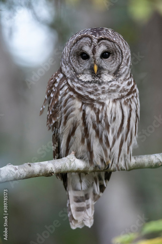 Barred Owl bird photo