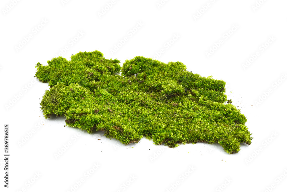 Green forest moss isolated on a white background Green forest moss isolated on a white background