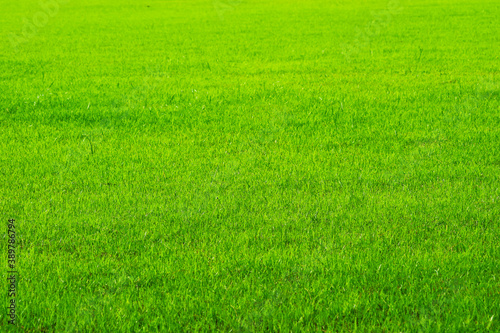 agriculture nature green grass in the field background