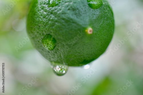 Green lime with reflection in droplets of water