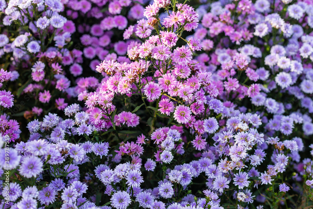 Margaret flower field in garden select and soft focus Margaret flower field in garden select and soft focus
