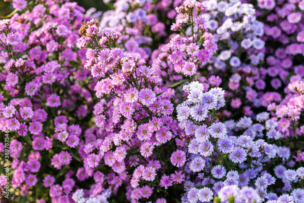 Margaret flower field in garden select and soft focus