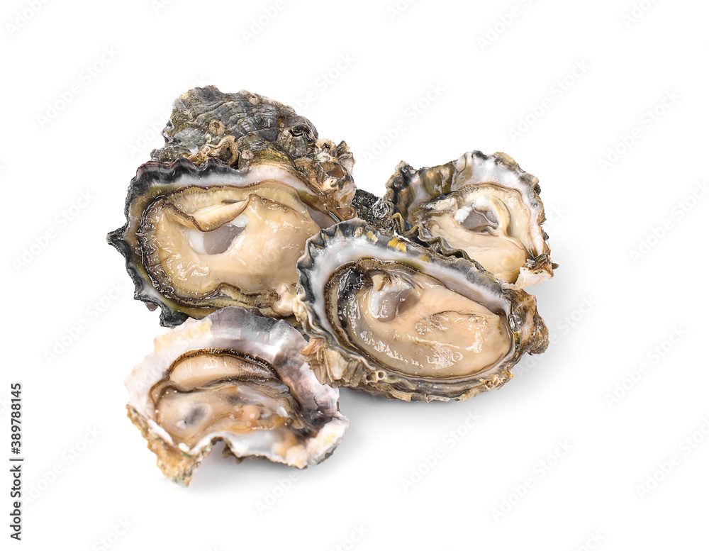 oysters an isolated on white background. oysters an isolated on white background.