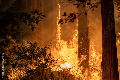 CZU Lightning Fire California - wildfire ravaging forests photo