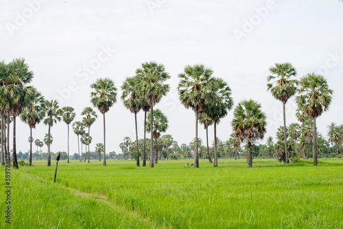 landscape of sugar palm tree on background