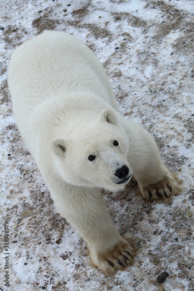 Polar Bear Polar Bear