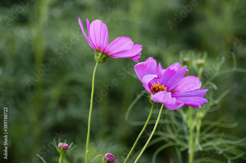 Beautiful cosmos flowers blooming in the garden © BNMK0819