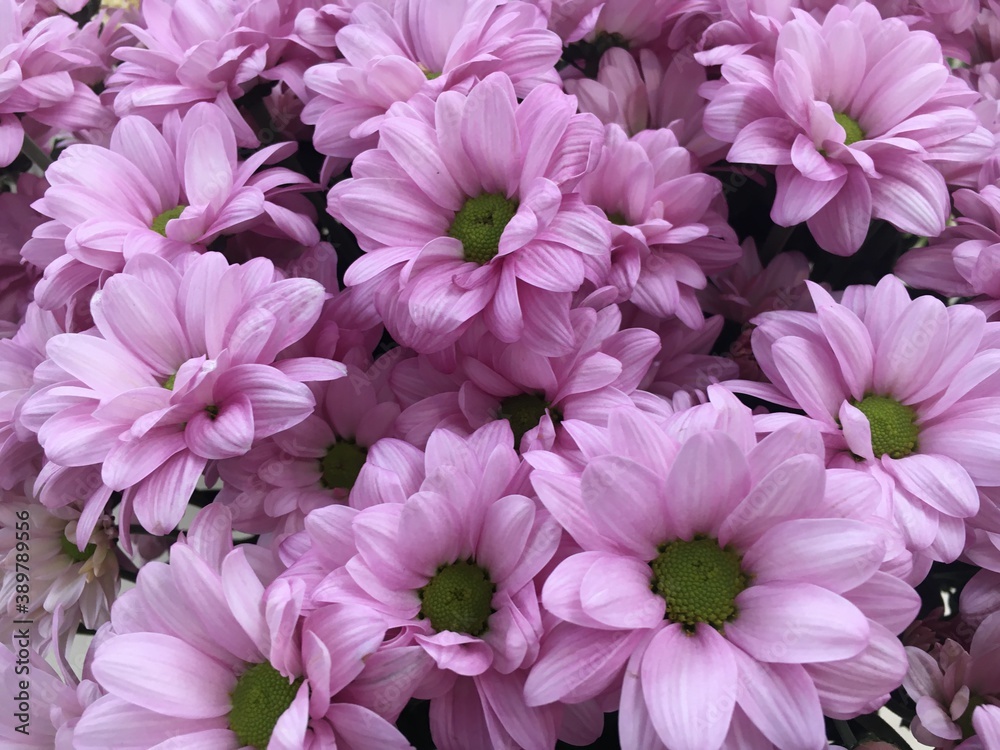 pink chrysanthemum flowers pink chrysanthemum flowers