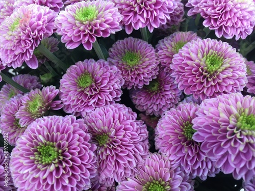 chrysanthemum flowers