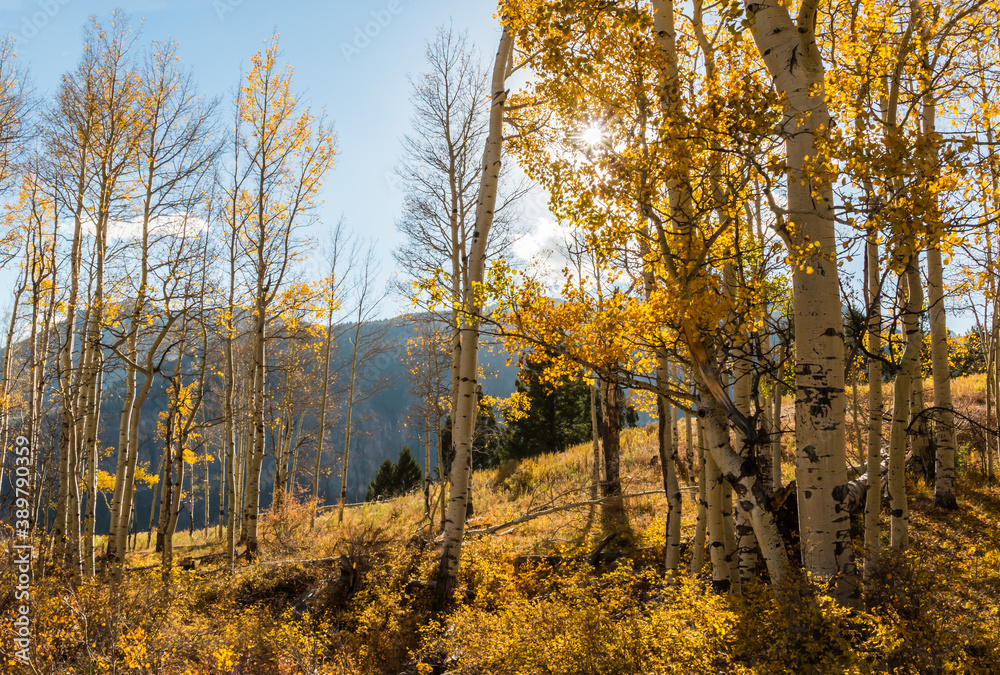 Fototapeta premium Golden Aspen Trees on Sunshine Mountain, Uncompahgre National Forest, Colorado, USA