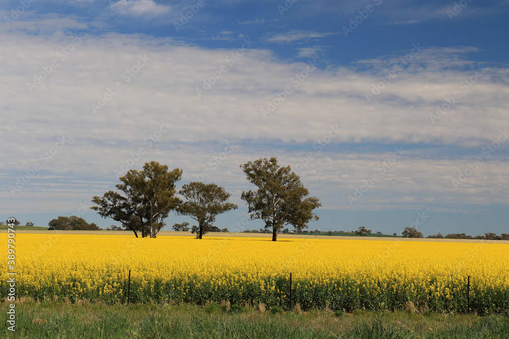 Yellow canola field with trees, New South Wales, Australia