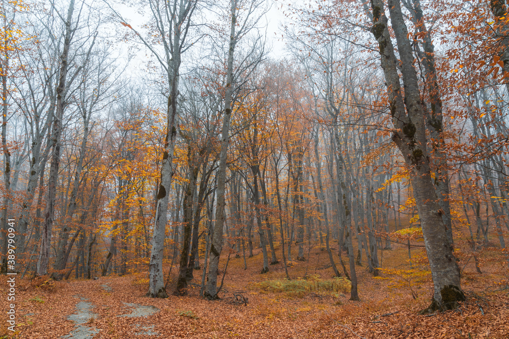 Fototapeta premium Foggy yellow autumn forest landscape