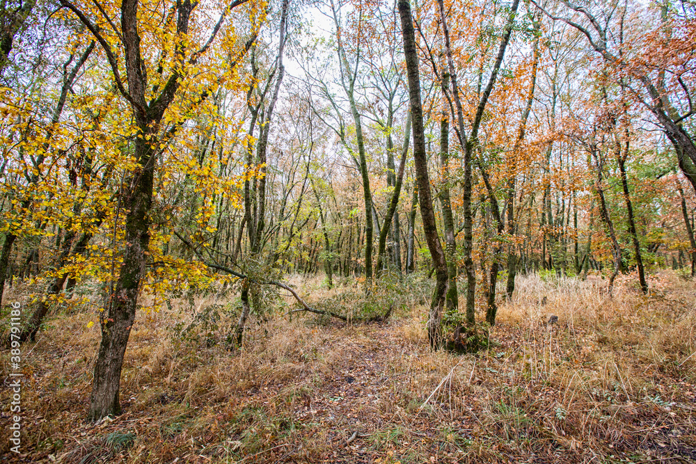 Fototapeta premium Autumn deciduous forest. City Park. Stavropol. Caucasus.