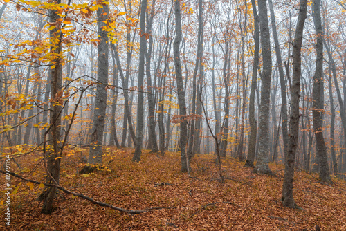 Foggy yellow autumn forest landscape