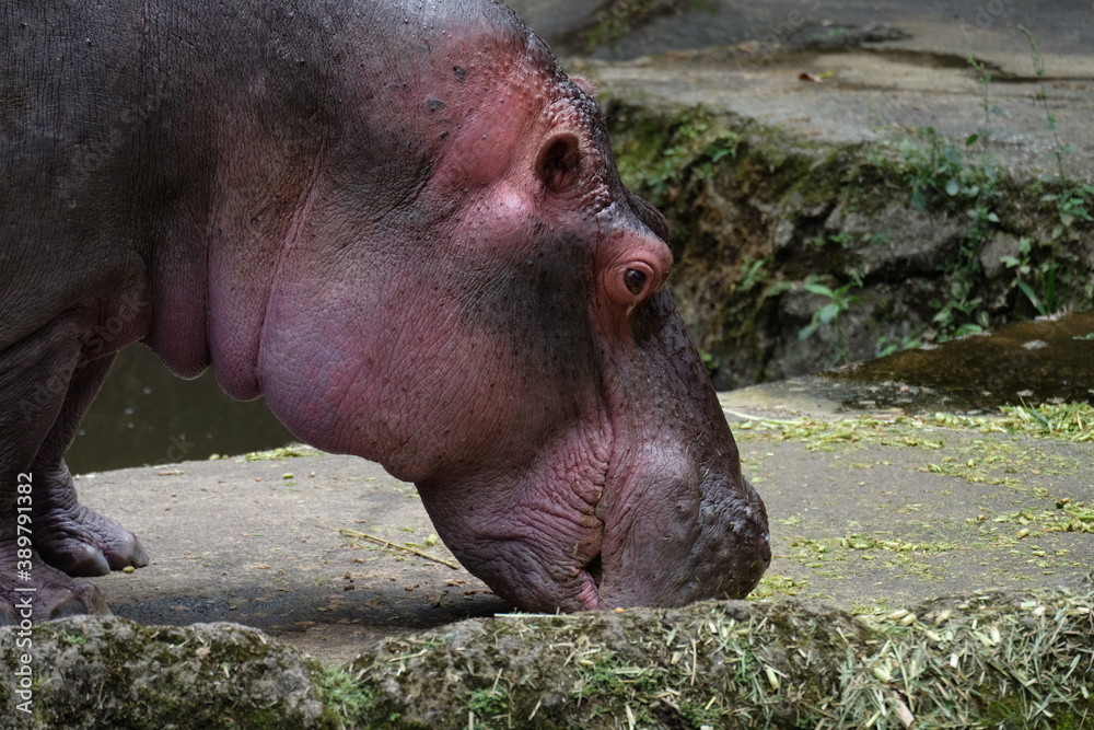 hippopotamus in zoo