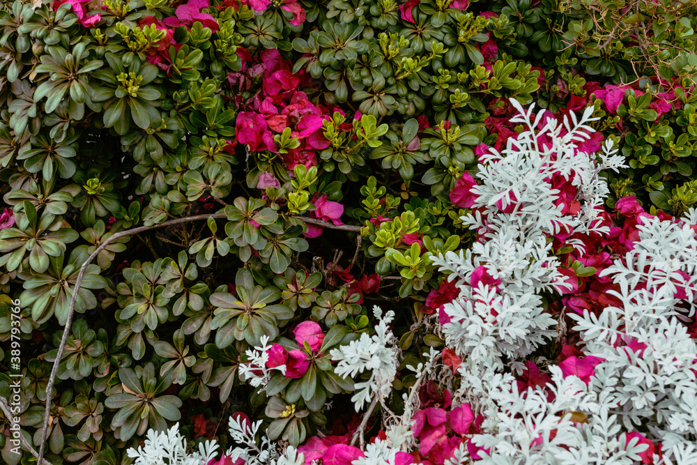 cineraria