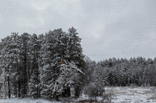 beautiful winter landscape with Christmas trees in the snow for Christmas and New year in the forest  © TANIANA GRYAZNEVA